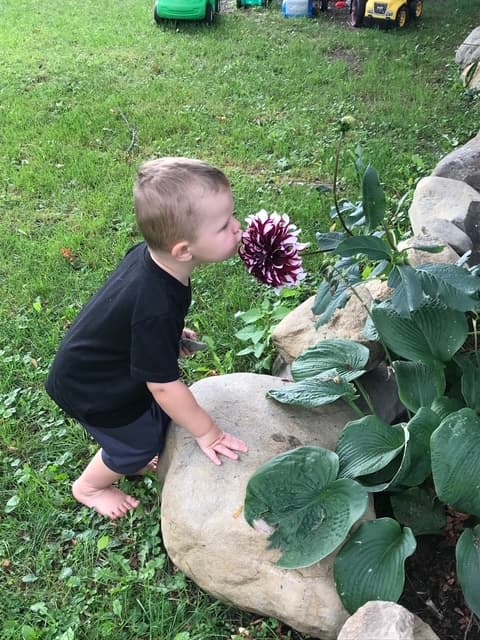 Rafaël barefoot in the garden, leaning over a rock to press his face into a dahlia.